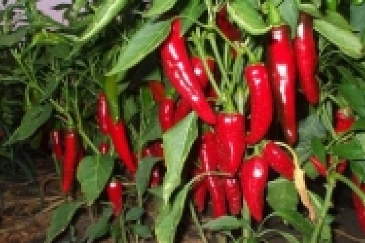 Új támogatási lehetőség fűszerpaprika-termelők részére