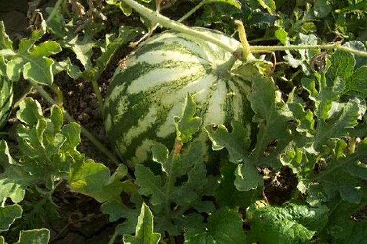 Indul a görögdinnyeszezon Magyarországon a hétvégén