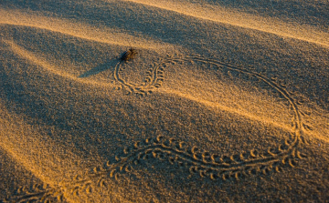 Átadták Az Év Természetfotósa díjait