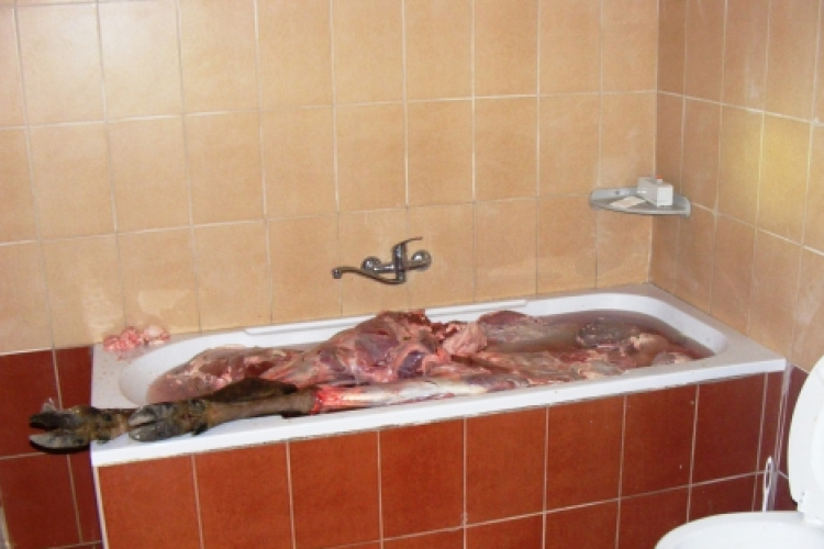 Vödörből kémlelő trófea, kádban rejtőző szarvastetem