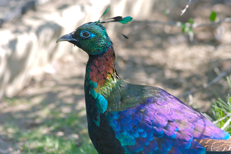 Himalájai fényfácán-kakas érkezett a Kecskeméti Vadaskertbe