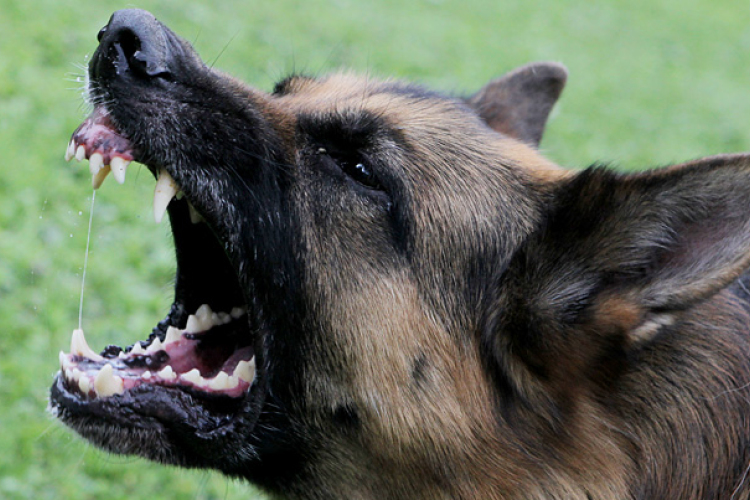 Kutyatámadás miatt megsérült egy kamasz fiú Zalában