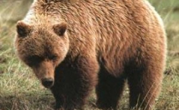 Megtelepedett Nógrádban a barna medve