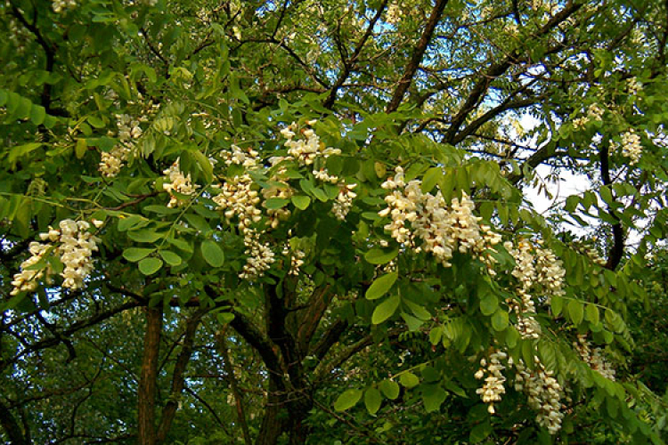 Elfogadták az özönfajok kiszorításáról szóló uniós rendeletet