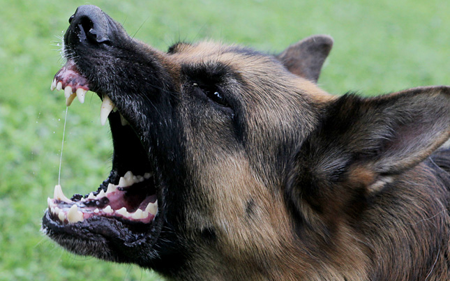 Kutyatámadás miatt megsérült egy kamasz fiú Zalában