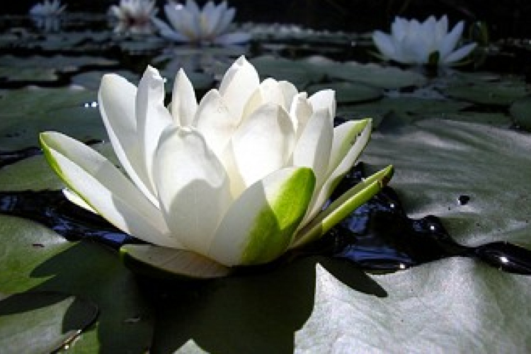 Kiszáradt a püspökfürdői termáltó